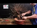 Relaxing Repot Yamadori Bonsai Material (ambient music)