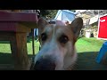 コーギーとスイカを食べよう！Corgi eating watermelon.