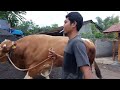 5 GIANT COW MOVES CAGE, the owner is sadly touched