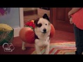 Dog With A Blog | Howl-oween ✨ | Disney Channel UK