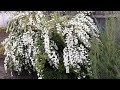 СПІРЕЯ БІЛА АБО СПІРЕЯ ВАНГУТТА 2023 рік WHITE SPIREA OR SPIREA VANGUTTA 2023.