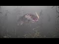 AMAZING UNDERWATER FOOTAGE! Ice Fishing NORTHERN PIKE with 5 of DIAMONDS