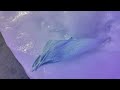 4K | Hokkaido Travel 3 | Okhotsk Drift Ice Museum | Abashiri | オホーツク流氷館 | 網走 | JAPAN