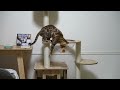 A cat is interfering while assembling the cat tower! 🎪 | Fun site