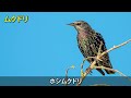 【解説】よく見る野鳥30種！初心者のための野鳥図鑑！！