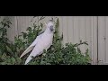 Hilarious Cockatoo Crashes Garden Party to Snack on Flowers!