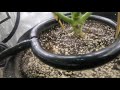 simple drip irrigation system for cannabis **improved