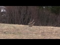 Sandhill Crane Vocalizations