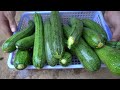 Garden | Why is it so easy to grow zucchini? Discover how to grow zucchini at home