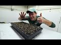 SIX Reasons Your Seedlings Are Leggy + Solutions