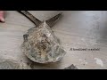 Breaking open Grandma's sandstone rock from 45 years ago *FOSSIL INSIDE*