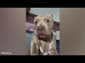 Proof That PitBulls Are Big Babies 🐶 FUNNY DOG VIDEO