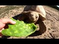 Tortoise Laying Eggs