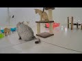 Funny Dog And Cat Videos 😹😹 Funniest Catss 2024 😹🐶