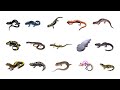 Types Of Salamanders | Learn Salamanders Amphibians In English Language