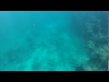 Reef Shark 08-18-16