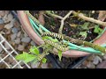 Six Monarch Caterpillars, eating and moving