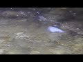 American Dipper diving and swimming.