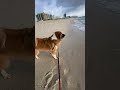 Our Dog’s First Time on The Beach 🏝️!