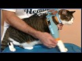 Healthy Kitty Cat Care Harness Quick Fitting Video