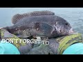 Fishing Barnegat inlet  - How to catch Blackfish