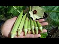 Grow Okra In Pots From Seeds Till Harvest (Lady Finger) /How to grow okra in container by NY SOKHOM