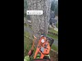 Climbing Arborist removing a tree in a tight spot!