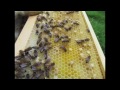 Beekeeping