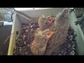 Birdwatch (16) - Another clutch  from hatching to fledgling