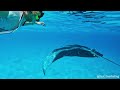 Giant Manta Ray - Maayafushi Island Resort - Maldives