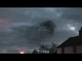 Incredible starling murmuration