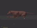 Wolf walk animation 2 (very tiny realism deviation)