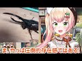 Momosuzu Nene Introduces Her Pet Beetles and Stag Beetles [Hololive Clip] [ENG SUB]
