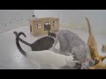 Epic Cat Antics That Will Brighten Your Day 🐱😹 Funny Cats Moments 🐱