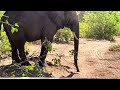 A close encounter with the Elephant | Wildlife Expedition Tour