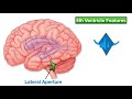 Ventricles of the Brain: Anatomy and Cerebrospinal Fluid (CSF) Circulation