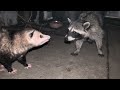Opossum and Raccoon