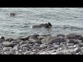 鮭を喰うヒグマ