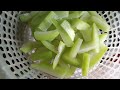 Harvesting waterlogged zucchini - Thu Hien Farm