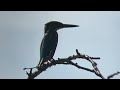 善福寺公園　カワセミ