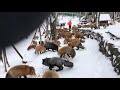 Zao Fox Village: feeding time