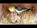 Cockatiel feeding babies