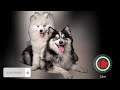 Asal-usul Anjing Pomsky, Sifat Aslinya & Harga Anjing Pomsky