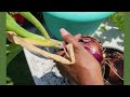 From Scraps to Scallions The Ultimate Onion Regeneration #healthy #inspiration #garden