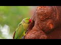 Rose-ringed Parakeet at Nest. At the green campus, University of Delhi.