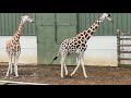 Giraffe family in Woburn Safari Park- Mum Dad and baby Giraffes