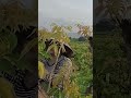 Pruning lychee branches for many buds - Thu Hien farm