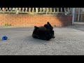 Black Cat Rolling Around and Playing with Crunchy Blue Catnip Ball