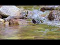 the sound of the stream's water providing a sense of calm. 4K (Healing, Relaxing, White noise, ASMR)