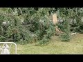 60 Feet Tall And Leaning - Cutting A Tree To Fall Right Where He Wants It To Go - Part 4 of 5